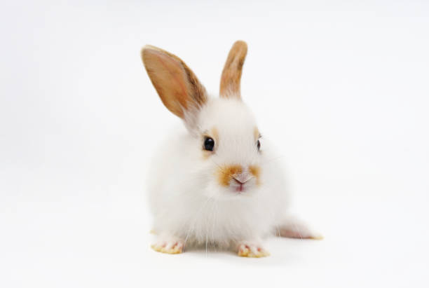 Portrait white adorable bunny sitting  isolated on white background