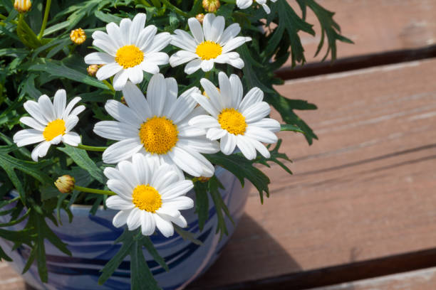 istock White flowers in a vase 1497681112