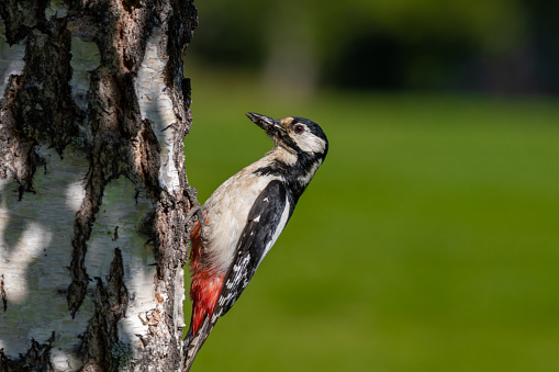 A great spotted woodpecker on a tree