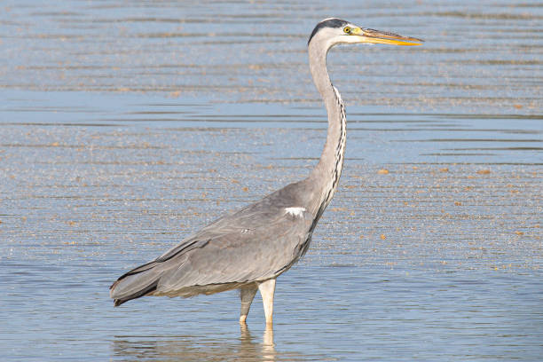 istock grey heron Ardea cinerea is a common bird in emporda girona catalunya spain 1497681247