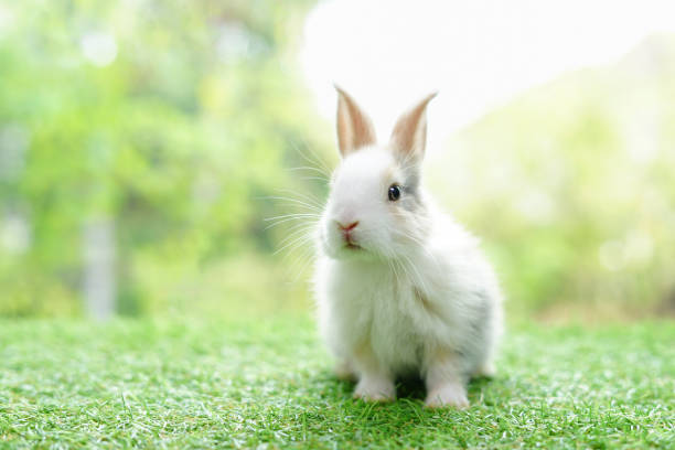 istock young adorable bunny sitting on green grasses background nature 1497681314