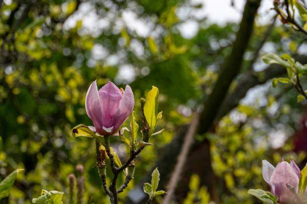 beautiful magnolia flower on a tree branch during springtime. selective focus. floral background and wallpaper. - focus on foreground magnolia branch blooming imagens e fotografias de stock