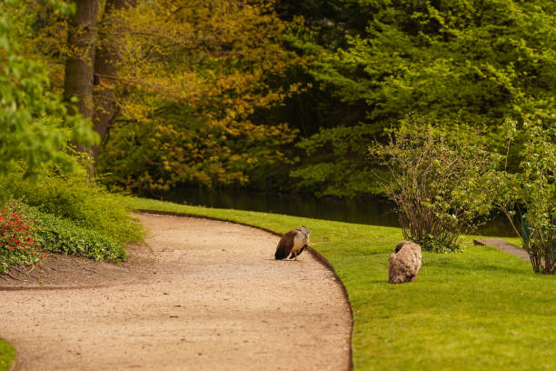 Wild birds stroll in the summer park. Ecological concept