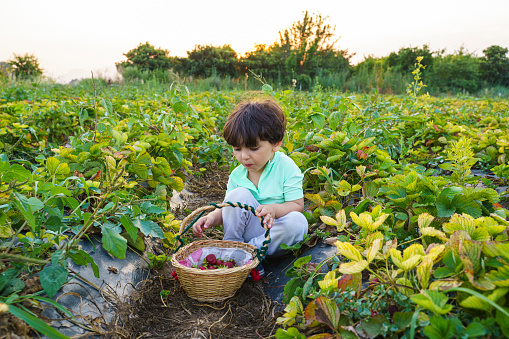 Little boy picking fresh strawberries on an organic strawberry field