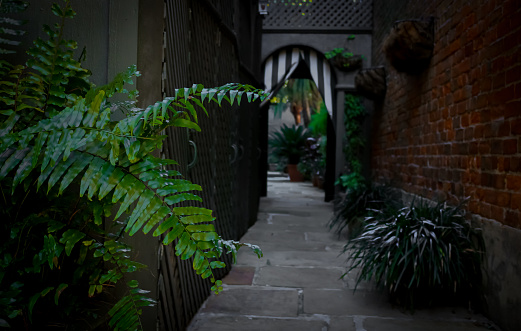 A fern plant in a dark alley between buildings in the French Quarter of New Orleans, Louisiana