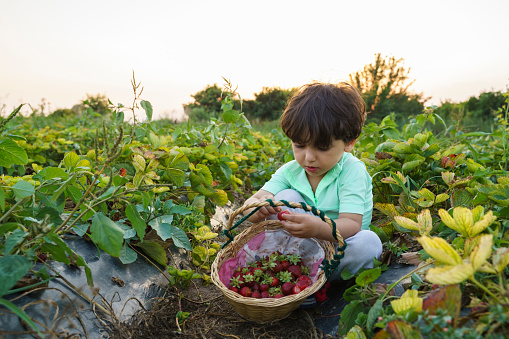Little boy picking fresh strawberries on an organic strawberry field
