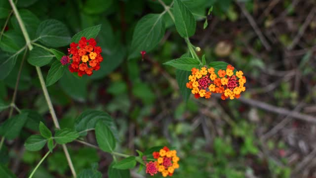 Hedge flower, red-yellow-orange