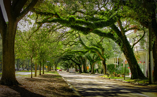 Old oak trees forming a canopy over a street in downtown New Orleans on a sunny afternoon