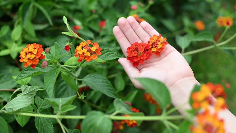 Hedge flower, red-yellow-orange