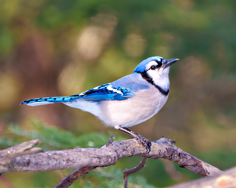 Blue Jay close-up side view, perched on a tree branch with blur background in its environment and habitat surrounding. Jay picture. Jay Portrait.