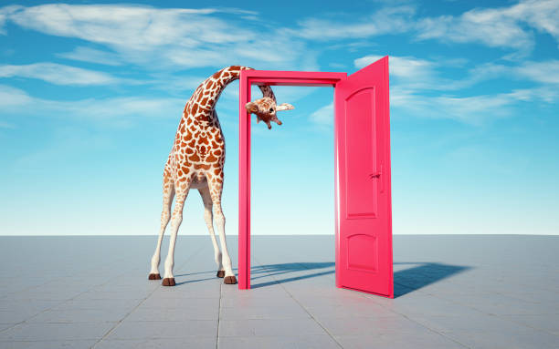 istock Giraffe get through a door. Curiosity an aspirations concept. 1497684032