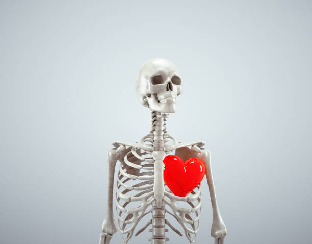 istock Human skeleton with a red heart. Love and passion concept. 1497684034