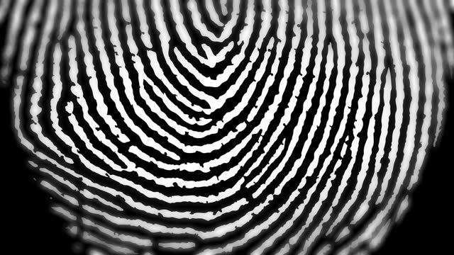 Fingerprint Extreme Close up on white Background. Finger Print Pattern Texture Details.
