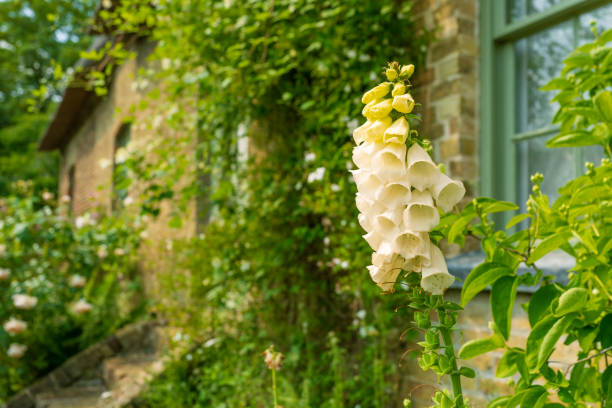 Shallow focus of a white foxglove seen in full bloom outside an English cottage in early summer.