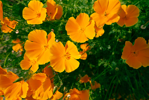 Abundance of wild Californian poppies seen in full bloom at a garden centre. The bright orange colour is evident.