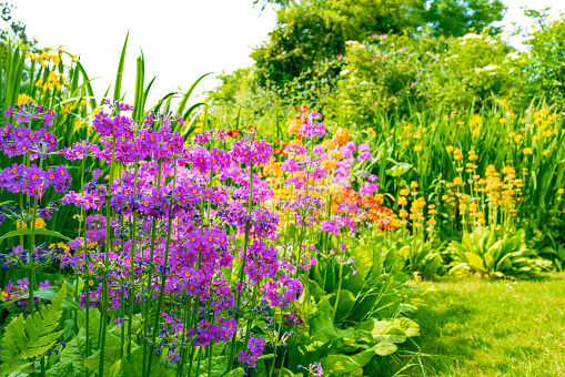 Shallow focus of an abundance of blooming candelabra primula seen growing in a secrete English garden.
