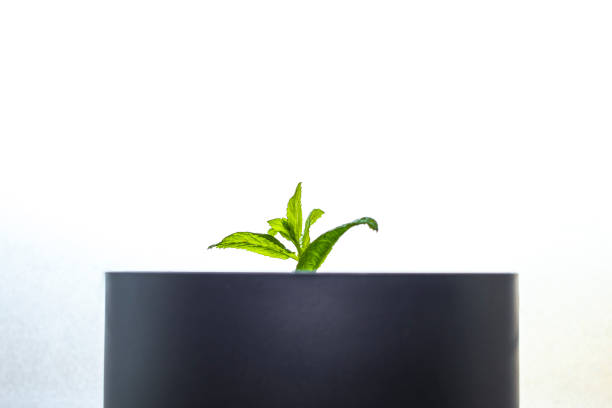 New shoots and leaves growing above pot with white/bright background