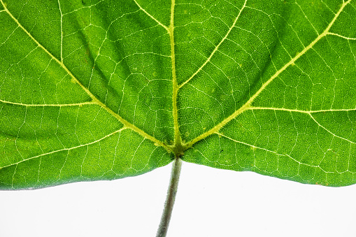 details of green leaf in extreme close up macro compositions reveal line, color, pattern, and texture.