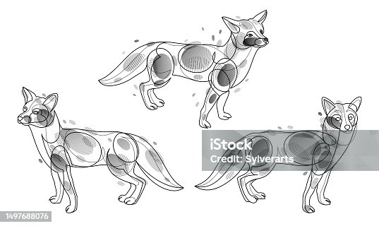 istock Red fox linear vector illustrations set isolated, cute wild animal wildlife adorable canine, monochrome artistic drawings. 1497688076