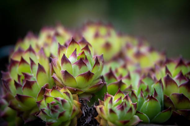 Succulents macrophotography retro style
