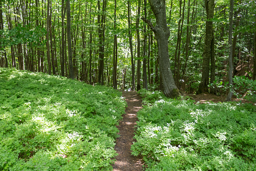 path among the greenery in the forest, summer vacation