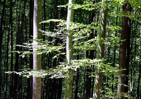 beech forest in the Carpathians, summer landscape