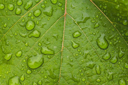 Close up shot of dew drops on a green leaf.