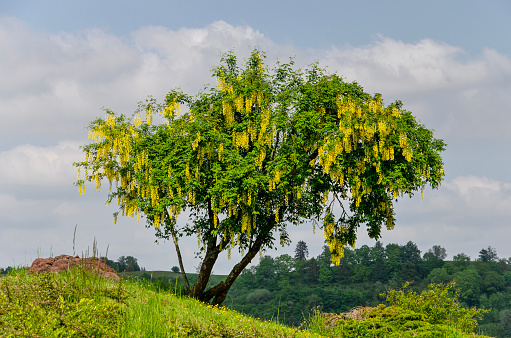 Golden rain or laburnum tree in bloom on the outskirts of the town of Schalkenmehren in Germany