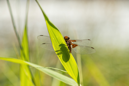 A dragonfly in its natural habitat on a blade of grass. Close up.