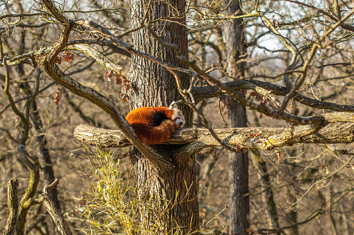 Red panda sleeping on a tree branch.