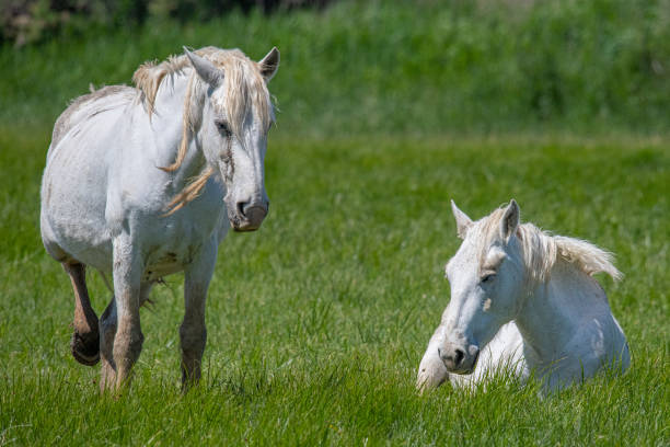 istock Beautiful white equine on green plains 1497692213