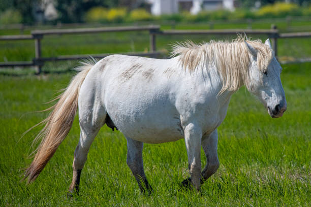 istock Snow-white horse galloping through prairie 1497692220