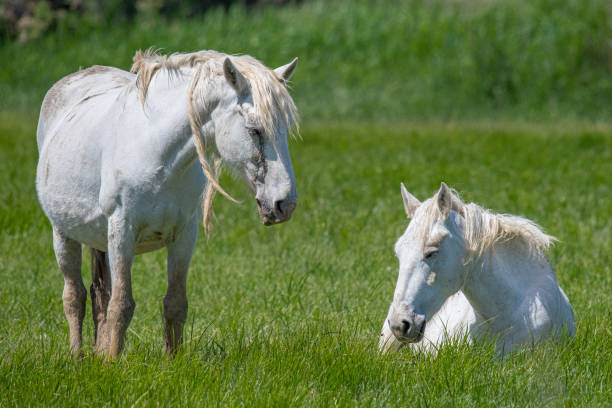 istock Elegant white mare amidst lush prairie 1497692225