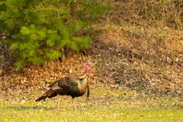 A male wild turkey, Meleagris gallopavo, fans with a long beard walks on the edge of a Michigan forest.  A favorite gamebird for hunters.