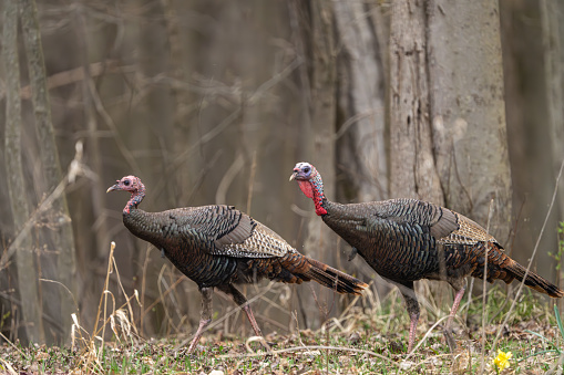 Two wild Turkey, Meleagris gallopavo, walks in a spring time Michigan forest.