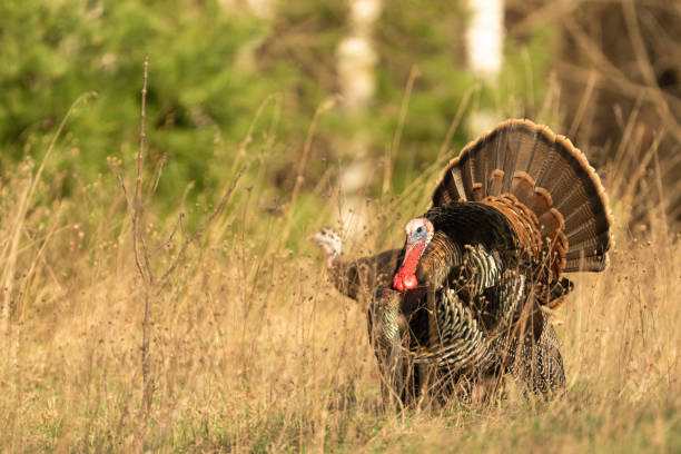istock Male and Female Wild Turkey 1497692265