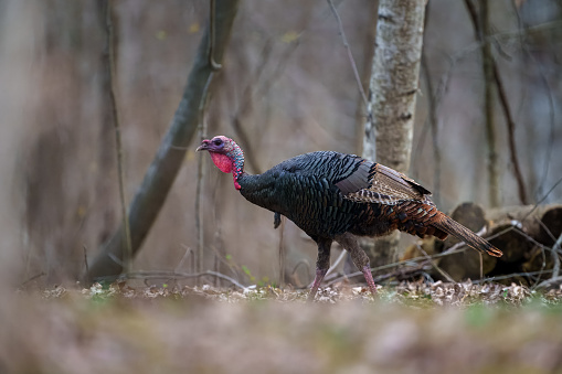 A wild Turkey, Meleagris gallopavo, walks in a spring time Michigan forest.