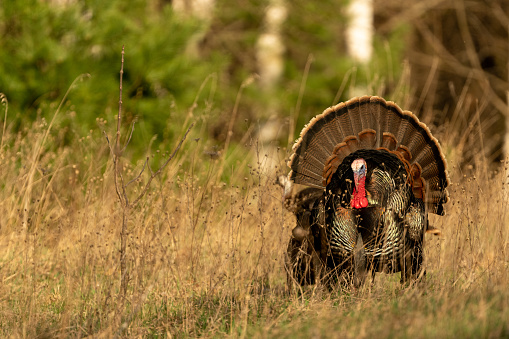 A male wild turkey, Meleagris gallopavo, fans out his tail feathers to attract females in a Michigan forest.  Wild turkeys are a favorite gamebird for hunters.