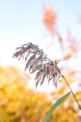 A vertical view of Calamagrostis epigejos plants syawing in the wind in the garden