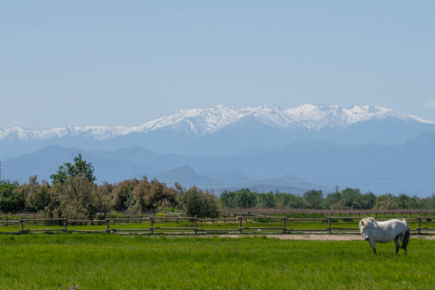 istock Dazzling white steed on lush plains 1497692467