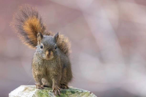 istock An American tree squirrel in Alaska 1497693230