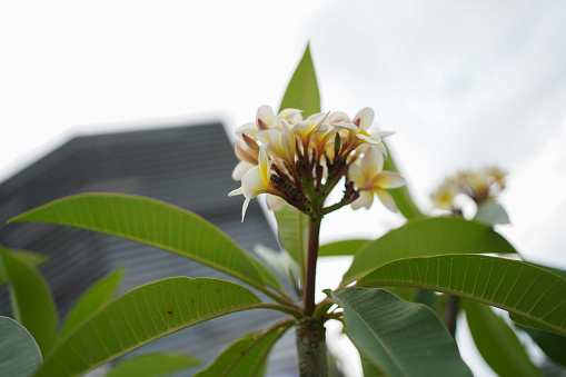 beautiful frangipani