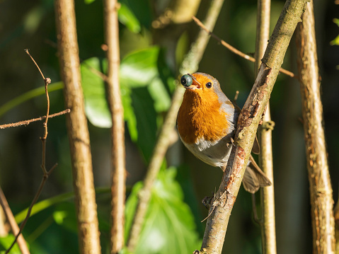 The European robin, known simply as the robin or robin redbreast in Great Britain and Ireland, is a small insectivorous passerine bird that belongs to the chat subfamily of the Old World flycatcher family.