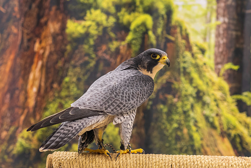 The peregrine falcon, also known simply as the peregrine, and historically as the duck hawk in North America, is a cosmopolitan bird of prey in the family Falconidae. A large, crow-sized falcon, it has a blue-grey back, barred white underparts, and a black head. The peregrine is renowned for its speed.