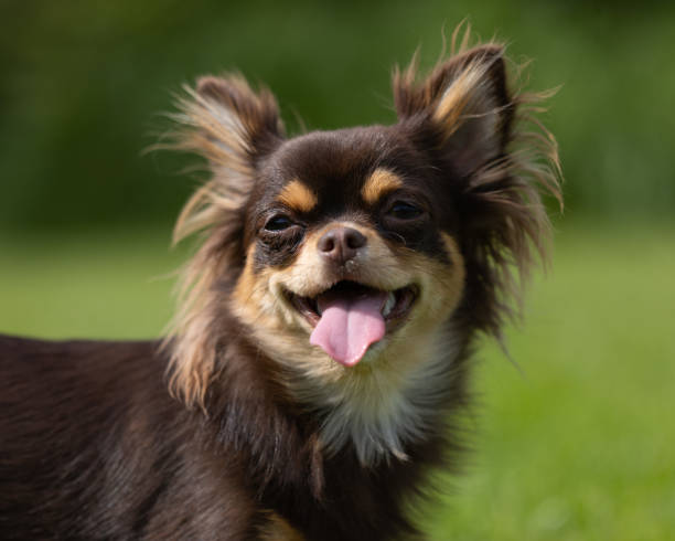 istock Long haired chihuahua playing 1497693551