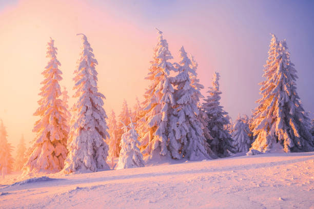 istock Winter wonderland scene 1497694334