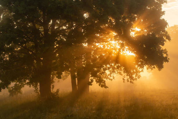 istock Serene morning landscape with golden sunlight 1497694336