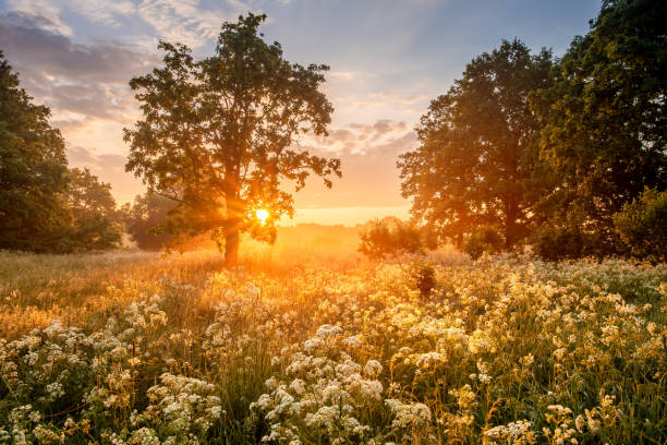 Morning picturesque landscape The tranquil morning unveils a picturesque landscape, where the first rays of sunlight dance through the trees, caressing the vibrant wild flowers. early fall stock pictures, royalty-free photos & images
