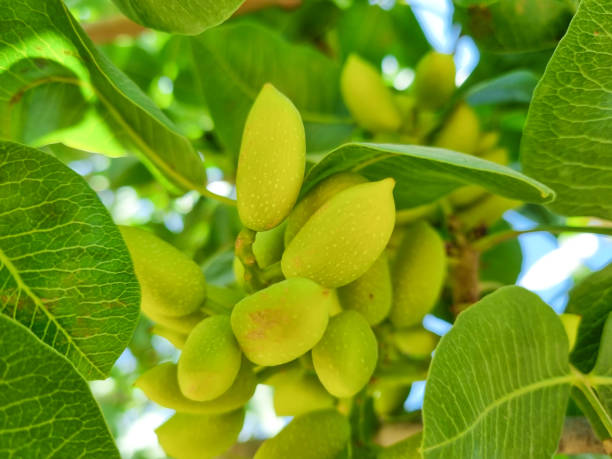 istock Fruit of pistachio tree and fresh green pistachios 1497696975