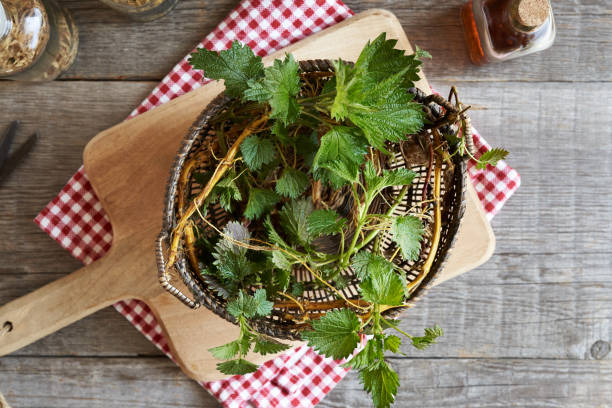 istock Stinging nettles with roots on a table 1497697088